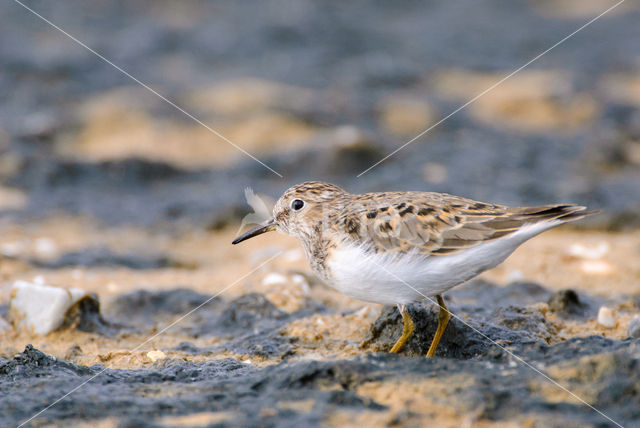 Temmincks Strandloper (Calidris temminckii)