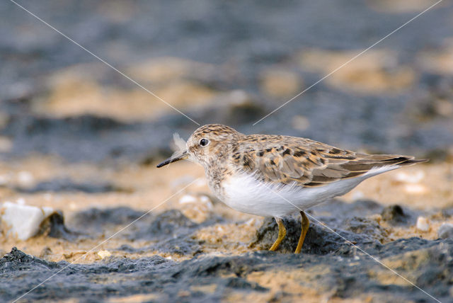 Temmincks Strandloper (Calidris temminckii)