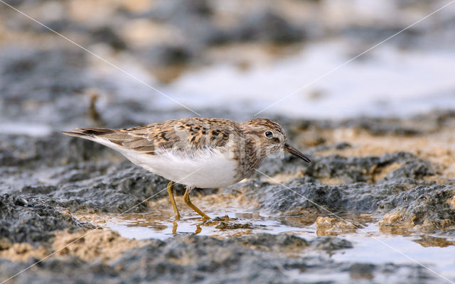 Temmincks Strandloper (Calidris temminckii)