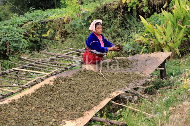 Thee (Camellia sinensis)