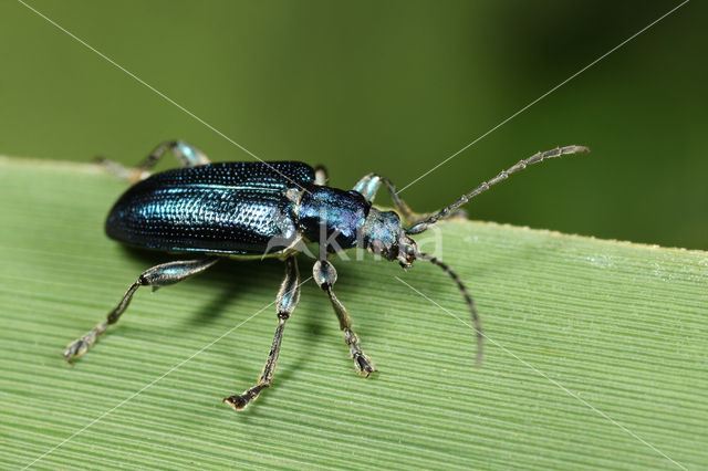 Plateumaris sericea