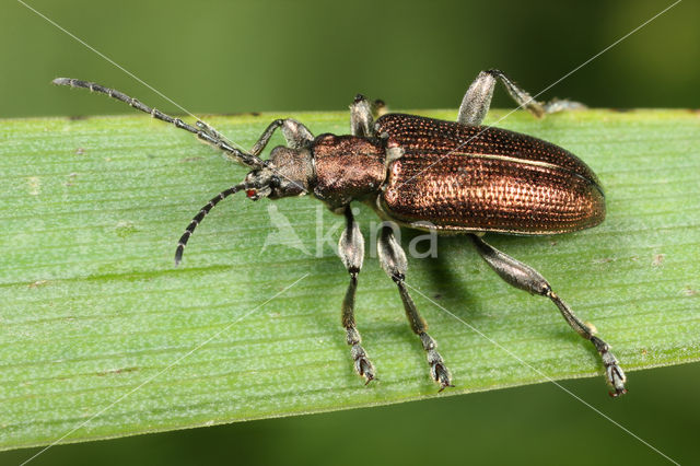 Trage rietkever (Plateumaris sericea)