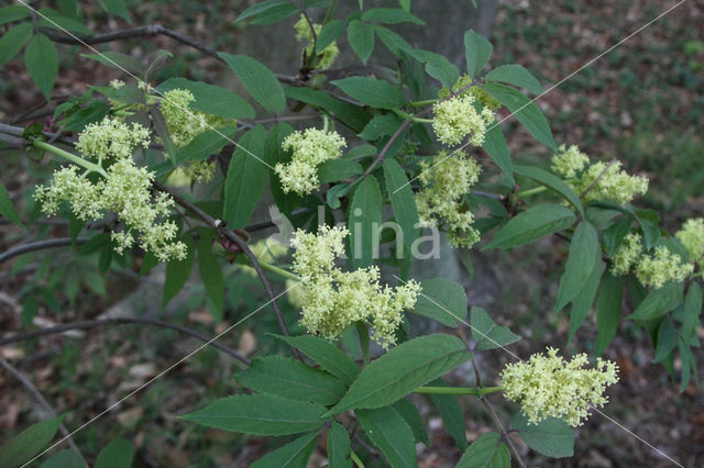 Trosvlier (Sambucus racemosa)