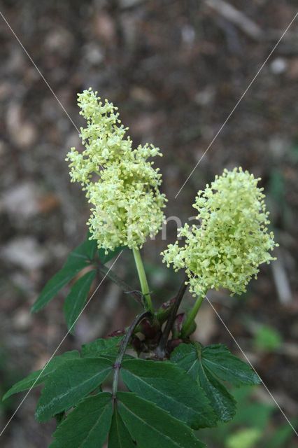 scarlet elderberry (Sambucus racemosa)