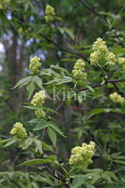 Trosvlier (Sambucus racemosa)