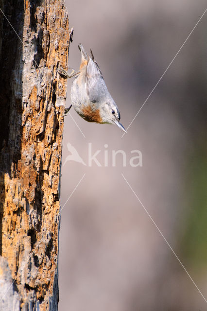 Krueper's Nuthatch (Sitta krueperi)