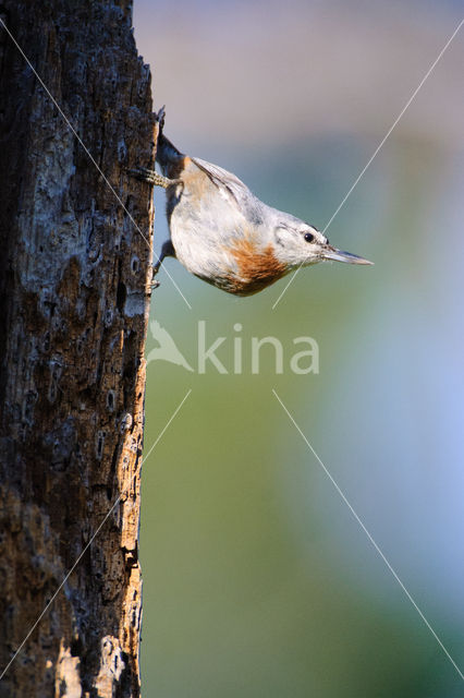 Krueper's Nuthatch (Sitta krueperi)