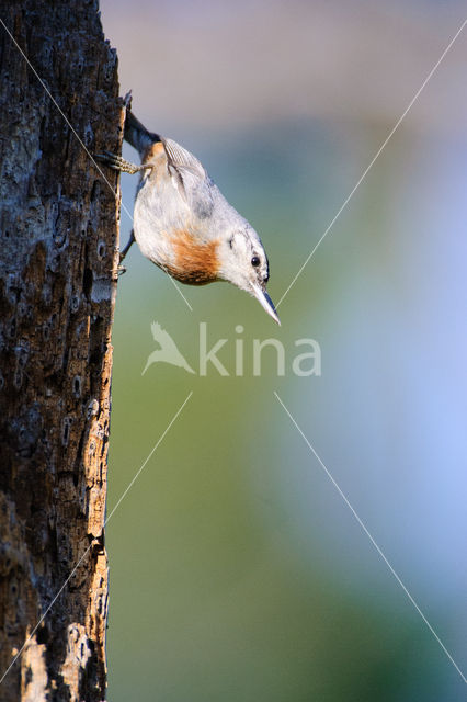 Krueper's Nuthatch (Sitta krueperi)