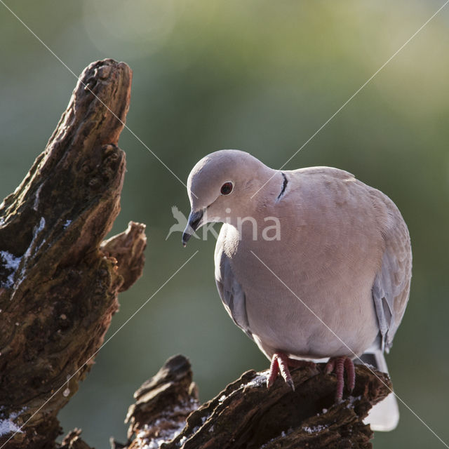 Turkse Tortel (Streptopelia decaocto)