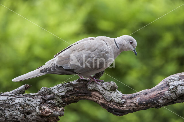 Collared Turtle Dove (Streptopelia decaocto)