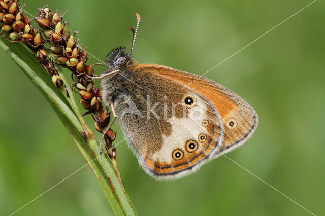 Tweekleurig hooibeestje (Coenonympha arcania)