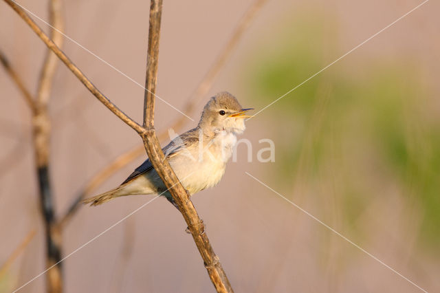 Vale Spotvogel (Hippolais pallida)