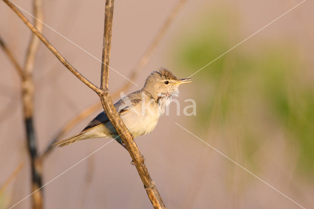 Vale Spotvogel (Hippolais pallida)