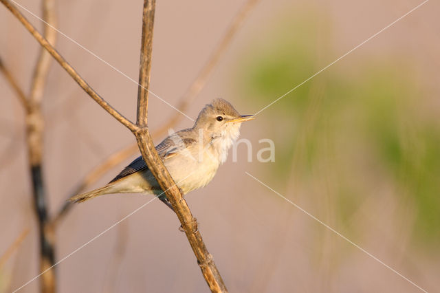 Vale Spotvogel (Hippolais pallida)