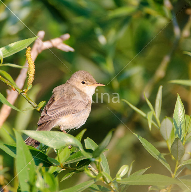 Olivaceous Warbler (Hippolais pallida)