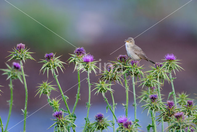 Olivaceous Warbler (Hippolais pallida)