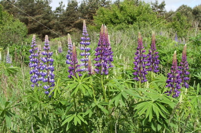 Vaste lupine (Lupinus polyphyllus)