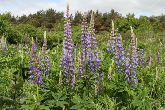 Vaste lupine (Lupinus polyphyllus)