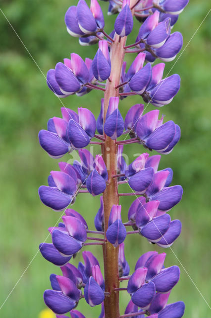 Vaste lupine (Lupinus polyphyllus)