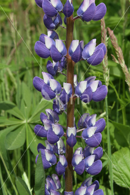 Garden Lupin (Lupinus polyphyllus)