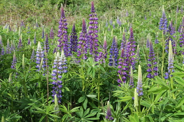 Vaste lupine (Lupinus polyphyllus)