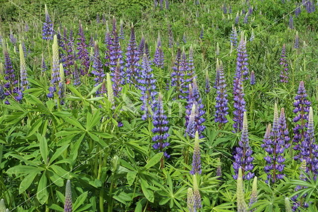 Vaste lupine (Lupinus polyphyllus)