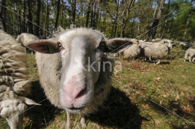 Veluws heideschaap (Ovis domesticus)