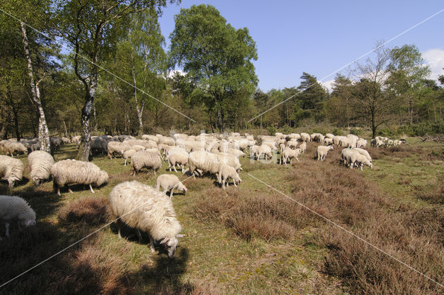 Veluws heideschaap (Ovis domesticus)