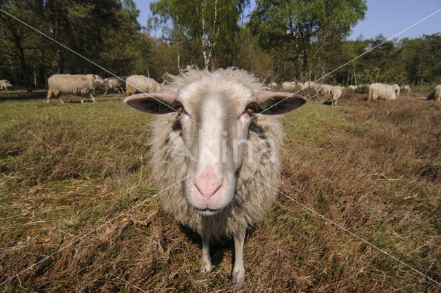 Veluws heideschaap (Ovis domesticus)