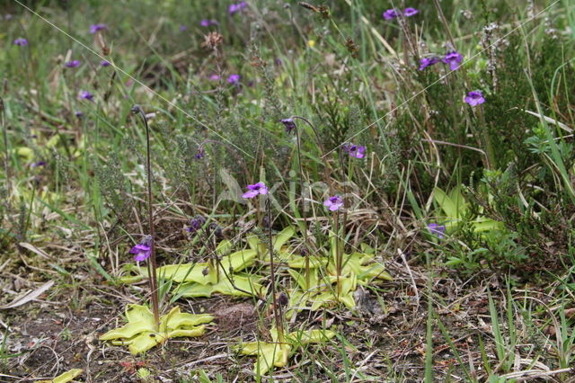 Common Butterwort (Pinguicula vulgaris)