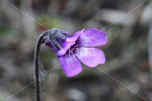 Vetblad (Pinguicula vulgaris)