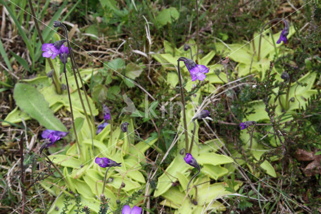 Common Butterwort (Pinguicula vulgaris)