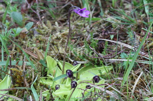 Vetblad (Pinguicula vulgaris)