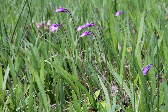 Common Butterwort (Pinguicula vulgaris)