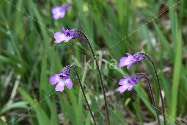 Vetblad (Pinguicula vulgaris)