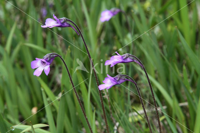 Common Butterwort (Pinguicula vulgaris)