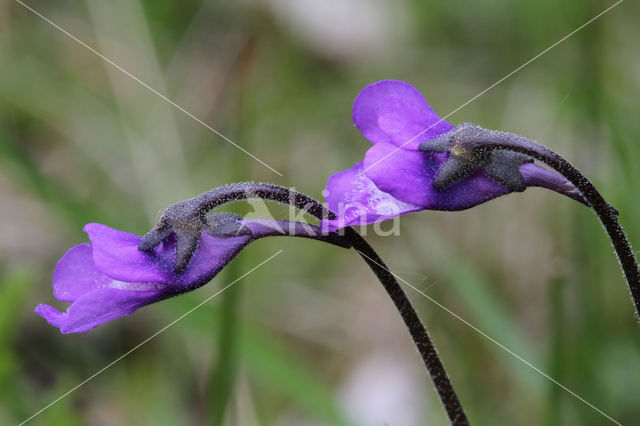 Vetblad (Pinguicula vulgaris)