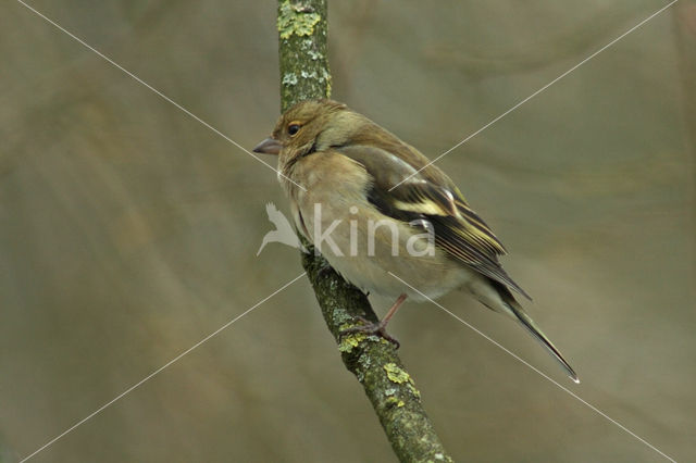 Vink (Fringilla coelebs)