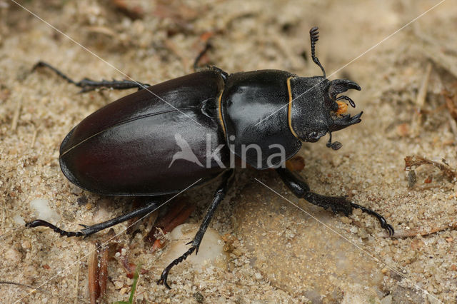 Stag Beetle (Lucanus cervus)