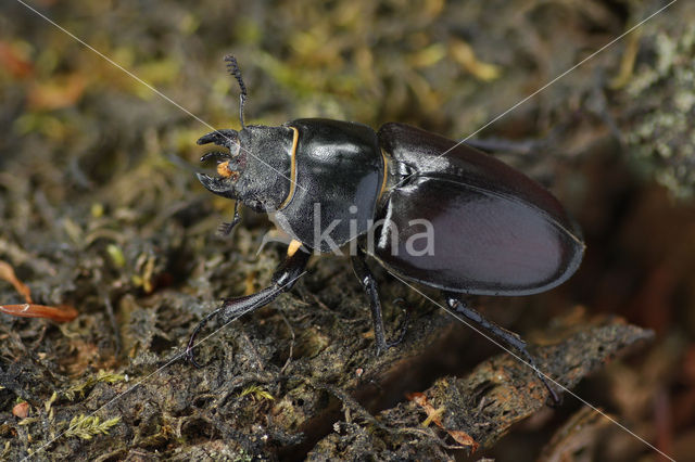 Stag Beetle (Lucanus cervus)