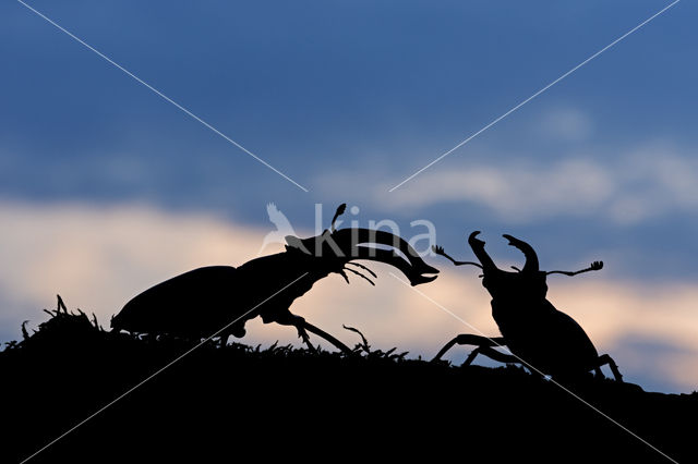 Stag Beetle (Lucanus cervus)