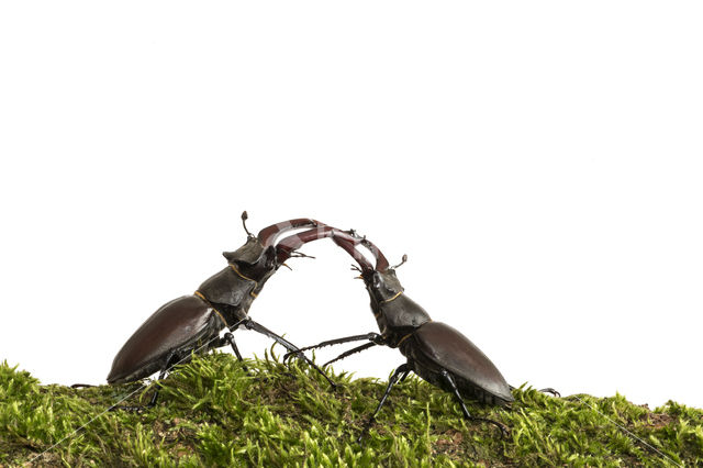 Stag Beetle (Lucanus cervus)