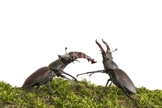 Stag Beetle (Lucanus cervus)