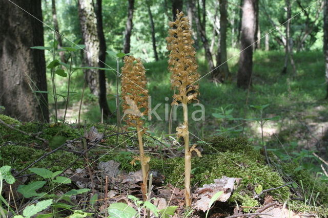 Bird's-nest Orchid (Neottia nidus-avis)