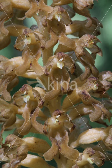 Bird's-nest Orchid (Neottia nidus-avis)