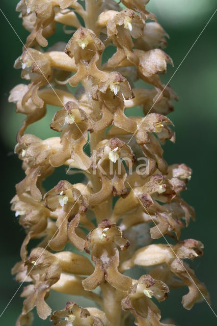 Bird's-nest Orchid (Neottia nidus-avis)