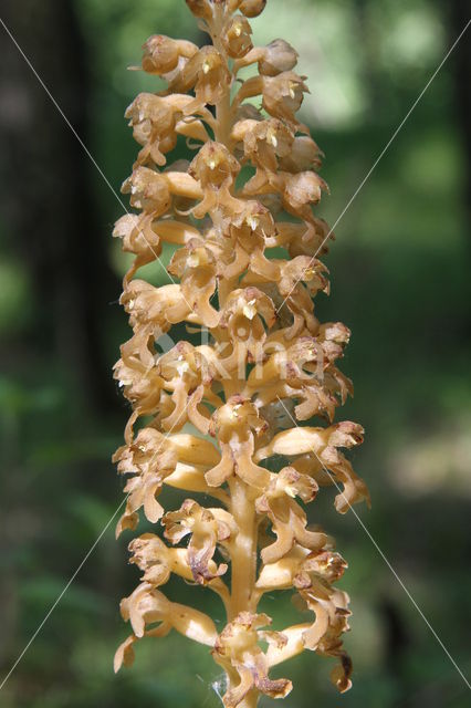 Bird's-nest Orchid (Neottia nidus-avis)