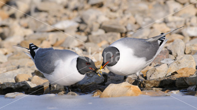 Sabine's Gull (Xema sabini)