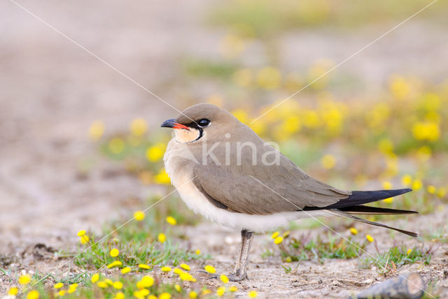 Collared Pratincole (Glareola pratincola)