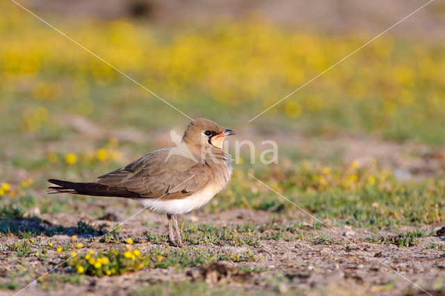 Collared Pratincole (Glareola pratincola)